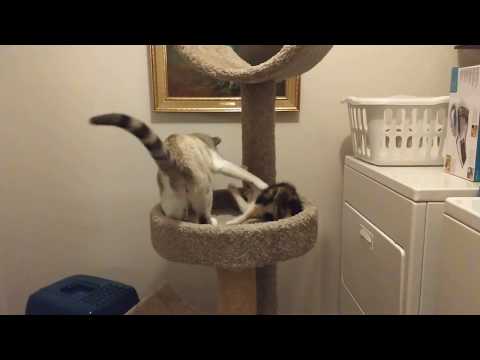 Iris, Ingrid, and Padma