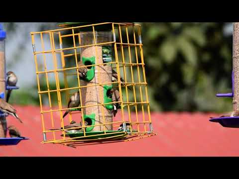 Amijivdaya pigeon or parrot proof bird feeder for sparrow