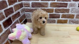 ハーフ犬の動画01