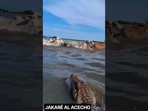 😨 JAKARÉ 🐊 AL ACECHO