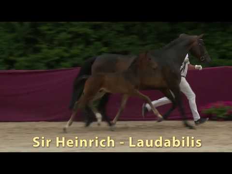 DSP-Elitefohlenauktion am 22. Juli 2017 in Nördlingen