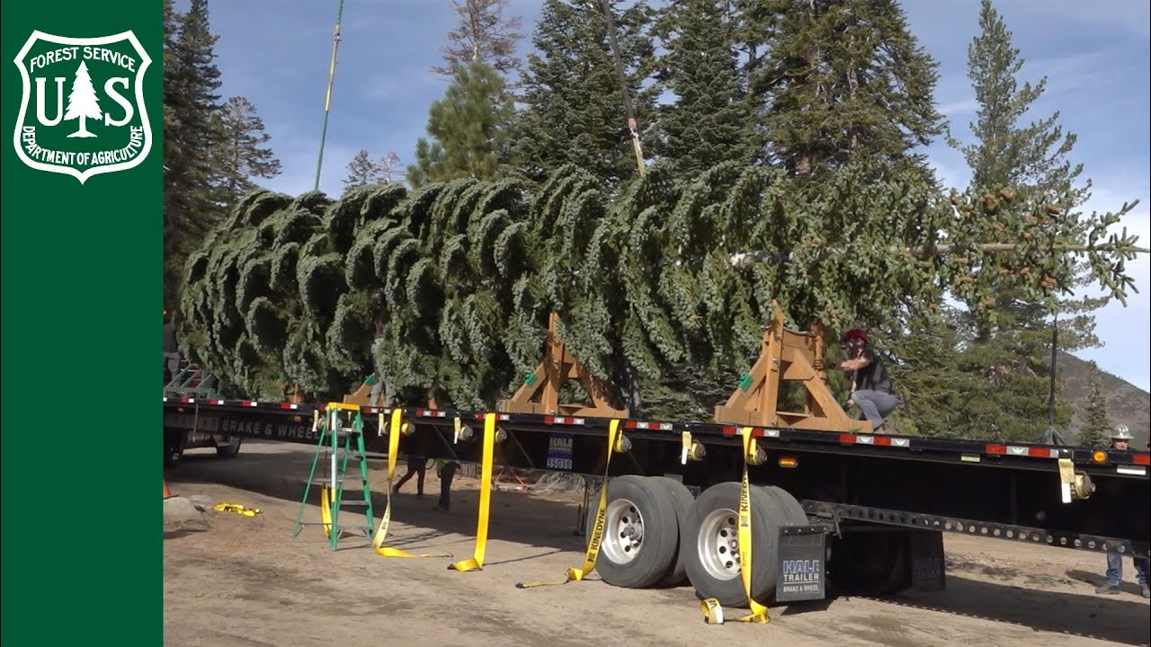 Silver Belle's Journey from Nevada: 2025 U.S. Capitol Christmas Tree
