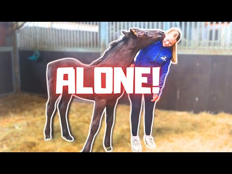Elvis Alone for the First Time! | How I Ride Teije Rein | My Rare Free Time! | Friesian Horses
