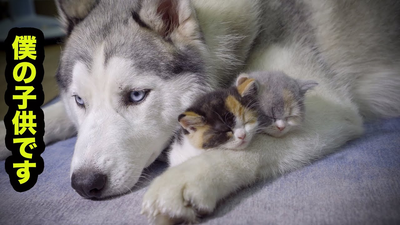【離れない！】絶対にハスキー犬とくっついて寝たがる子猫・可愛すぎる赤ちゃん猫