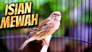 Download lagu MATERI ISIAN MEWAH JAWARA ! MASTERAN KENARI ISIAN BLACKTHROAT GACOR PALING DICARI #19 mp3 Download lagu MATERI ISIAN MEWAH JAWARA ! MASTERAN KENARI ISIAN BLACKTHROAT GACOR PALING DICARI #19 mp3