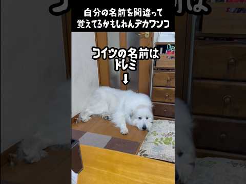 文字「P」を持つ犬の名前