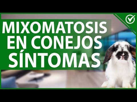 , title : '🐰 Mixomatosis en Conejos | Causas, Síntomas, Remedios, Tratamiento y Cuidados 🐰'