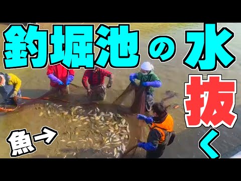 あなたの池の水は緑色ですか?こうやってきれいな水を確保します トピックス