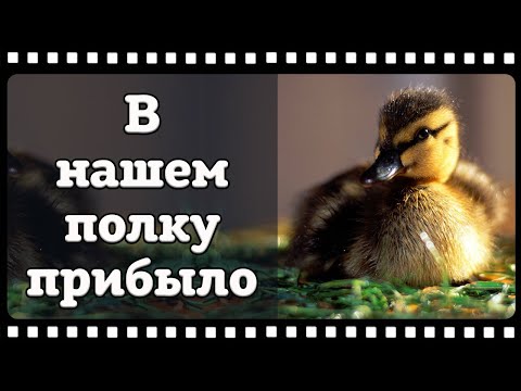 Подсадная утка, разведение, кормление, содержание от А до Я.