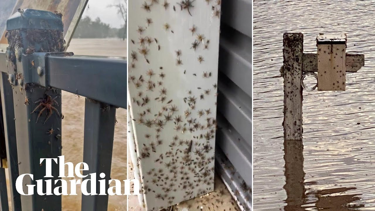 'Look at them all!' Spiders escape to higher ground during NSW floods