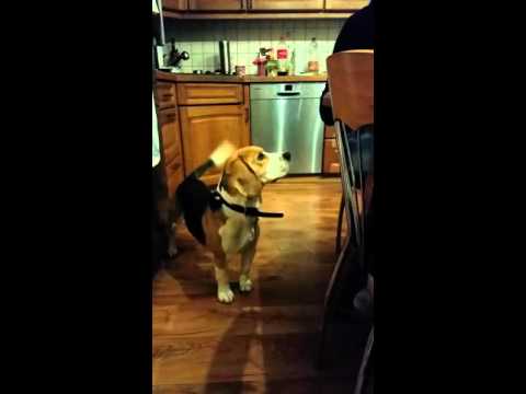 Armer Kerl ist am verhungern 😃😃😃