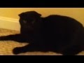 ANGRY KITTY ATTACKS CAMERA