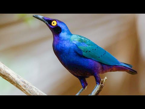 Liskavec purpurový (Lamprotornis purpureus) — video o speve a chove