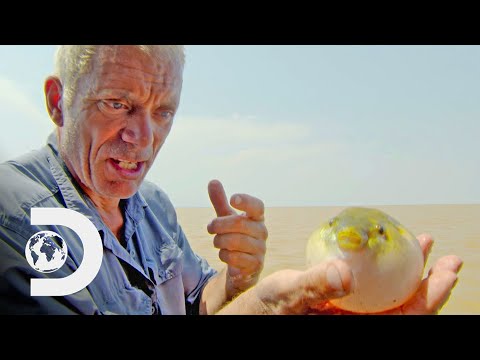 ジェレミー・ウェイド、ピラニアに似た致命的なフグをキャッチ｜リバーモンスターズ (Jeremy Wade Catches Deadly Piranha-Like Puffer Fish | River Monsters)