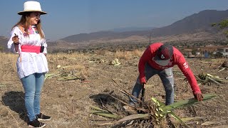 COSECHA y Molienda del MAGUEY Espadin en Oaxaca - ALMA Coronel