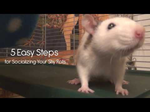 5 Easy Steps for Socializing Your Shy Rats