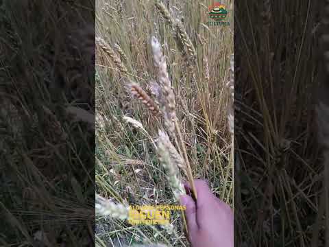 Una tradición agrícola en socotá boyacá el trigo.🌾 #campo #naturaleza #agro