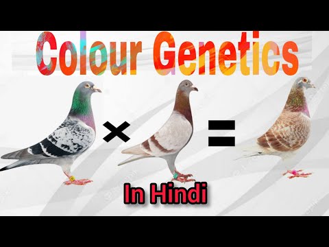 , title : 'Colour Genetics In Racing Pigeons | Breeding Chart of Racing Pigeon | Kalapati'