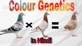 Colour Genetics In Racing Pigeons | Breeding Chart of Racing Pigeon | Kalapati