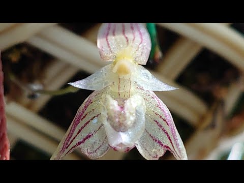 アンブロシア 植物