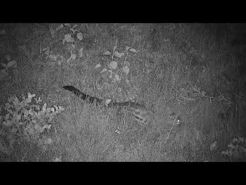 Djuma: Genet on the prowl - 20:31 - 03/05/20
