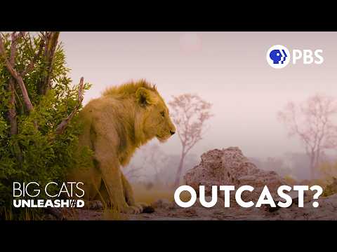 Why Young Lions Get Kicked Out of Their Pride