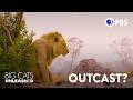 Why Young Lions Get Kicked Out Of Their Pride