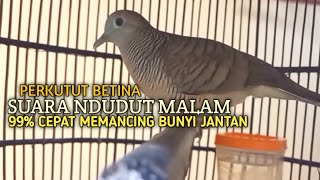 Download lagu Perkutut Betina memanggil jantan Suara bersahutan perkutut lokal gacor , Ampuh untuk PANCINGAN mp3