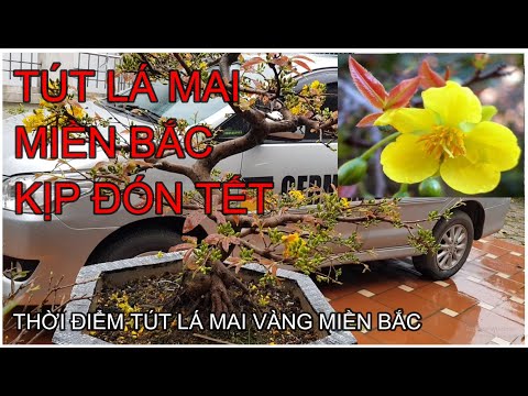 🔴 QBS2131 - THỜI ĐIỂM TÚT LÁ MAI VÀNG MIỀN BẮC - TÚT LÁ MAI VÀNG TRƯỚC TẾT BAO NHIÊU NGÀY - 70-75-80