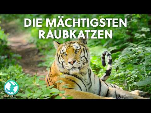 Jäger auf leisen Pfoten: Die außergewöhnlichsten Raubkatzen hautnah