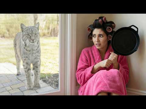 Znaleźliśmy prawdziwego pumę w naszym nowym domu!