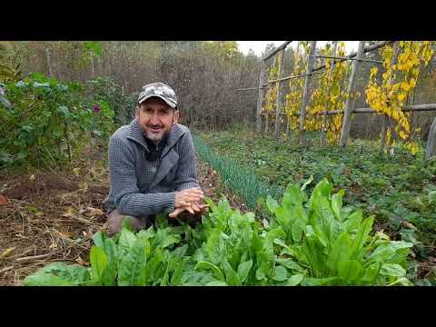 Macris abundent in luna noiembrie