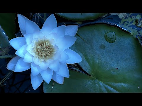 1 Hour Hawaiian Coqui Frogs & Rain | Black Screen