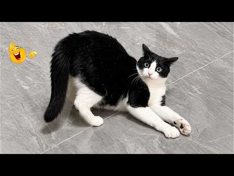 Funny Cat Moments 🐈| CATS Acting Too FUNNY Caught on Camera 2026 🤣🐱