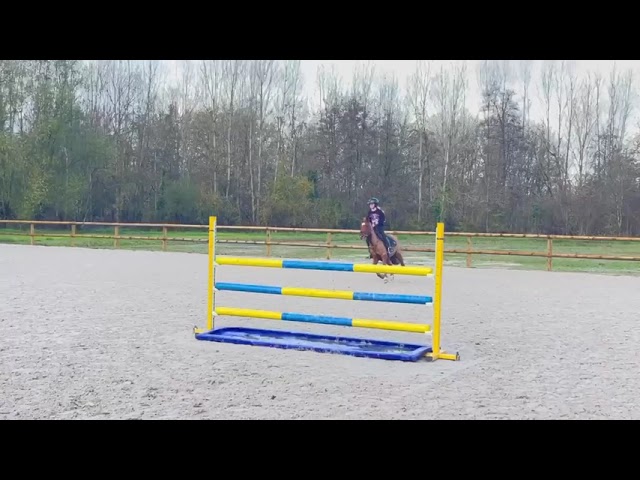 Ruin Franse rijpony PFS Te koop 2019 Vos ,  Mon Nantano de florys