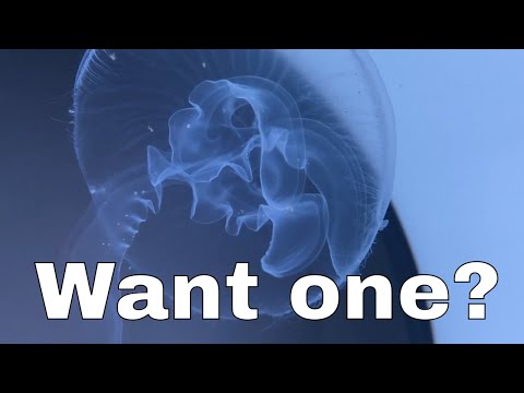 image-What kind of jellyfish can you have as a pet?