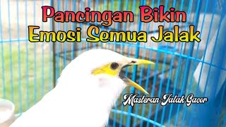 Download lagu Terapi Burung Jalak Putih Stres / Pancingan Jalak Pito Malas Bunyi Dijamin Langsung Nyaut mp3