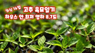 고추 육묘일기 가식16일 파종 33일 고추모종키우기 괴산 청결고추 충북 괴산 영하 7도 풀뿌리농장 석성수 […
