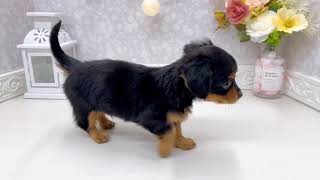 ハーフ犬の動画01