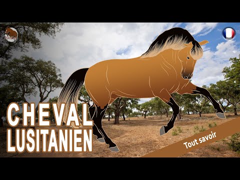 , title : 'CHEVAL LUSITANIEN, un des plus anciens chevaux de selle du monde , RACES DE CHEVAUX'
