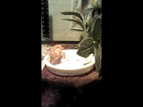 Leopard Gecko eating dead crickets