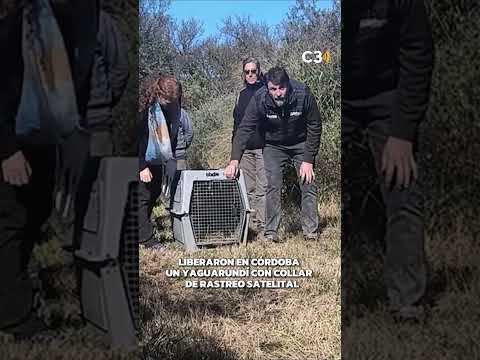 UN YAGUARUNDÍ RECUPERÓ LA LIBERTAD 🐈| Cadena 3 Argentina