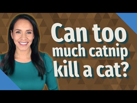 Can too much catnip kill a cat?