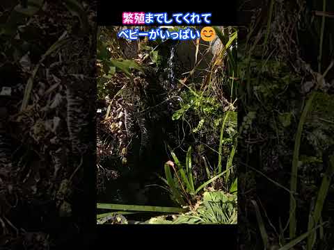 無土栽培方法の比較