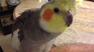 Cockatiel Sings Adams Family and Darth Vader theme song, and says What you doing.