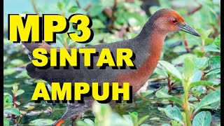Download lagu Suara pikat Tikusan Mata merah /Tut tut tan Mp3 mp3 Download lagu Suara pikat Tikusan Mata merah /Tut tut tan Mp3 mp3