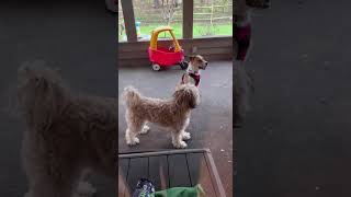 Video preview image #1 American Pit Bull Terrier-Unknown Mix Puppy For Sale in Germantown, OH, USA