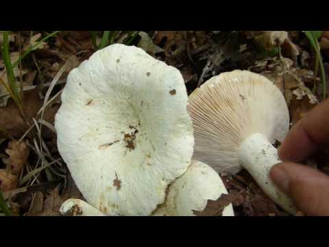 Lactarius piperatus & Cantharellus cibarius - Mlečnice i lisičarke