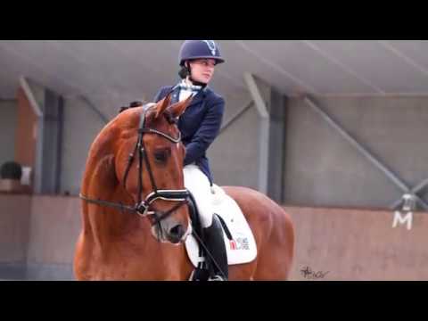 Sold! For sale JL Labadour 4 YO Gelding Expression x Oscar