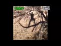 Funny Guy Falling Off A Tree Branch While Singing